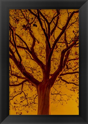 Framed Orange Glow Print