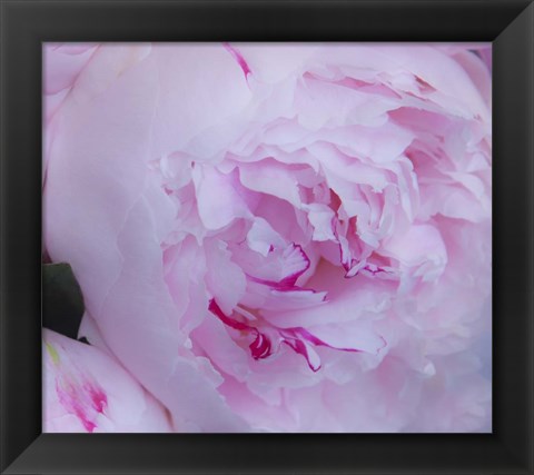 Framed Pink Flower Print