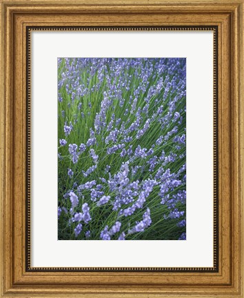 Framed Purple Wildflowers Print