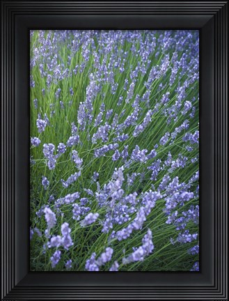 Framed Purple Wildflowers Print