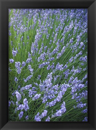 Framed Purple Wildflowers Print