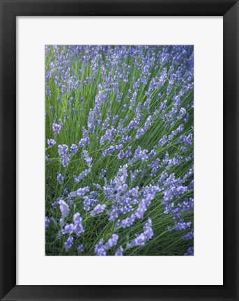 Framed Purple Wildflowers Print