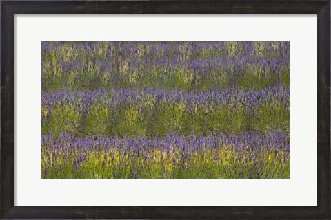 Framed Field of Purple Print