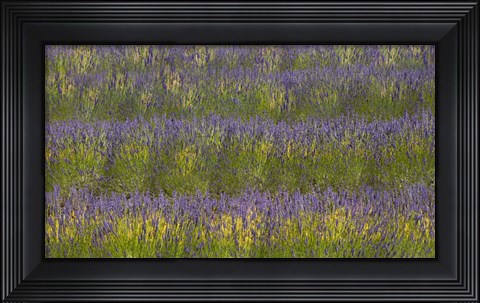 Framed Field of Purple Print