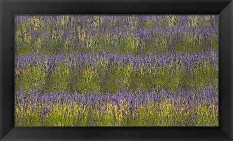 Framed Field of Purple Print