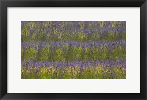 Framed Field of Purple Print