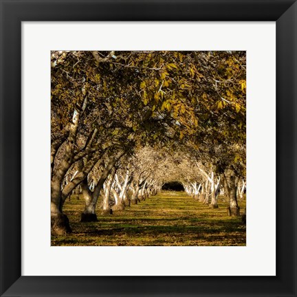 Framed Arches Print