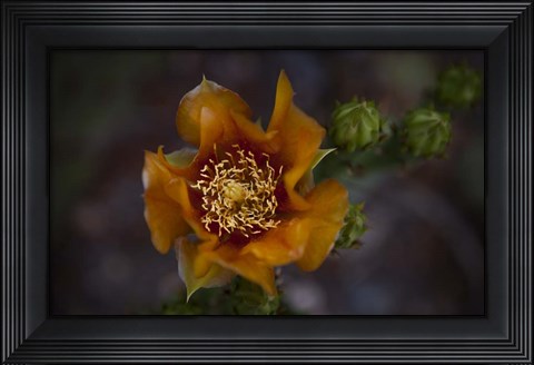 Framed Close Up of Orange Flower Print