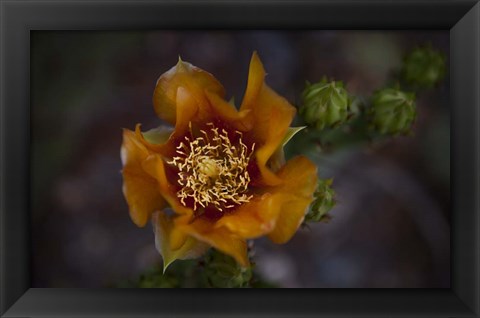 Framed Close Up of Orange Flower Print