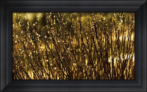 Framed Glistening Print