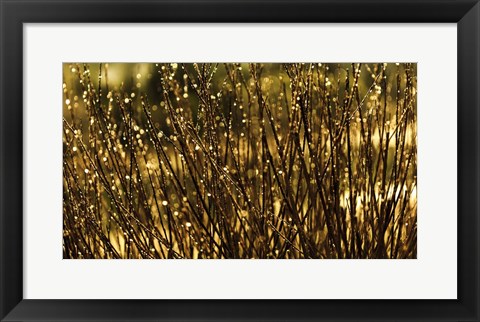 Framed Glistening Print