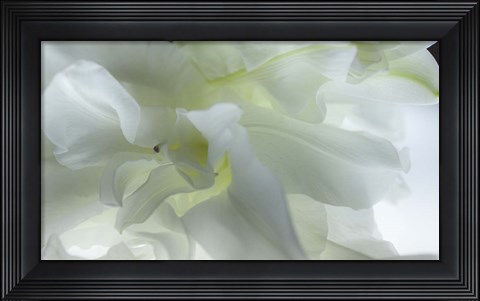 Framed Close Up of White Flower Print