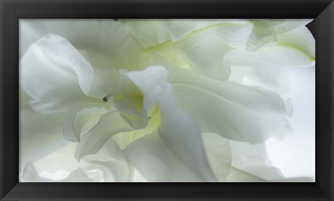 Framed Close Up of White Flower Print