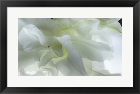 Framed Close Up of White Flower Print