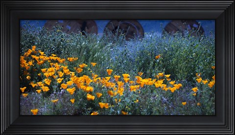 Framed Field of Orange Flowers Print