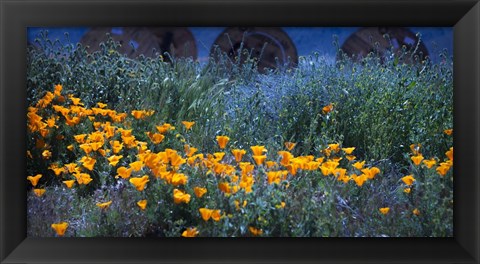 Framed Field of Orange Flowers Print