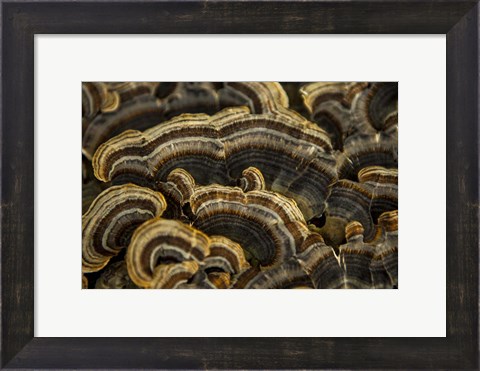 Framed Shades of Brown Print