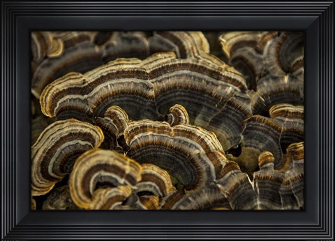 Framed Shades of Brown Print