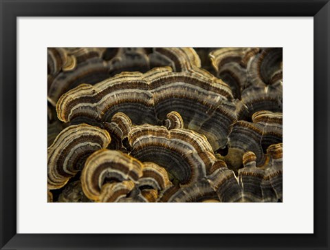 Framed Shades of Brown Print