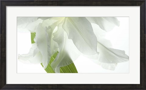 Framed White Petals Print
