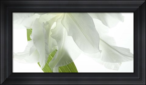 Framed White Petals Print
