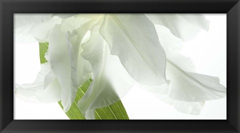 Framed White Petals Print