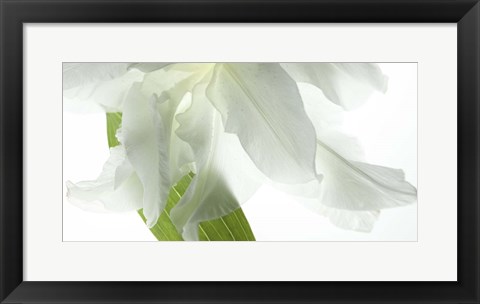 Framed White Petals Print