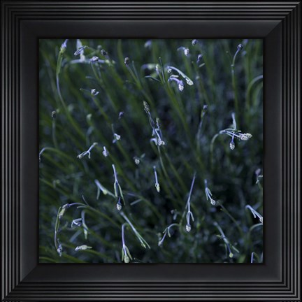 Framed Tendrils Print
