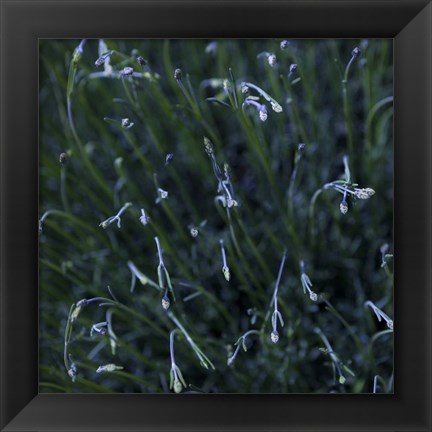 Framed Tendrils Print