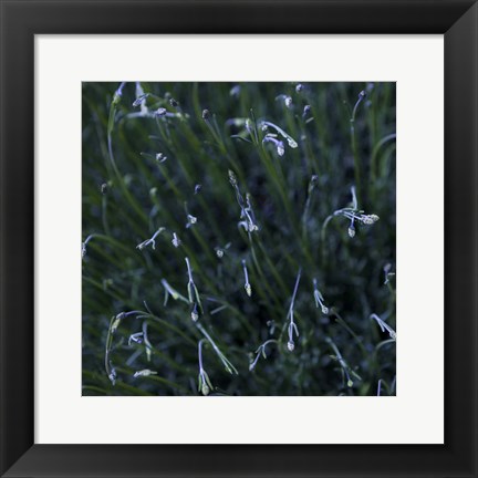 Framed Tendrils Print