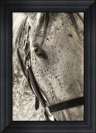 Framed White Horse Print