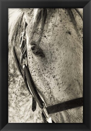 Framed White Horse Print