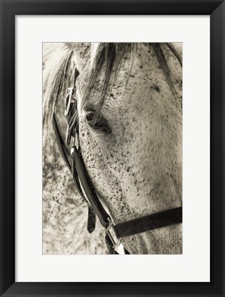 Framed White Horse Print