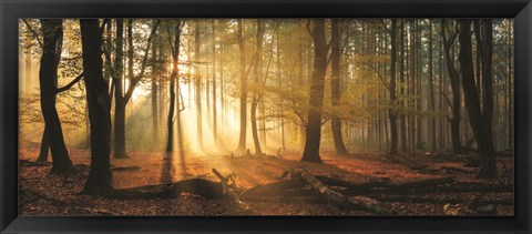 Framed Speulderbos Panorama Print