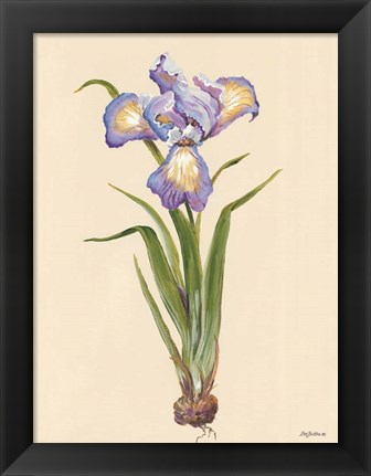 Framed Blue Iris Print