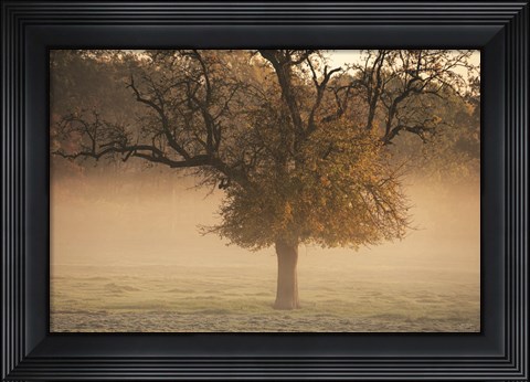 Framed Funny One Print