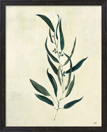 Framed Botanical Study VI Print