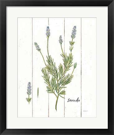 Framed Cottage Herbs II Print