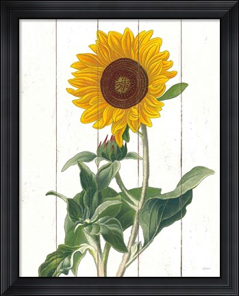 Framed Cottage Sunflower Print