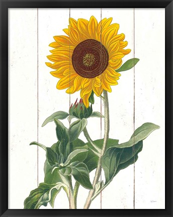 Framed Cottage Sunflower Print