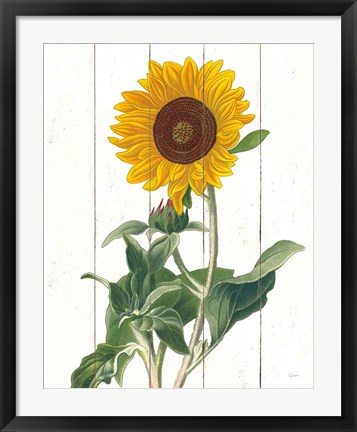 Framed Cottage Sunflower Print