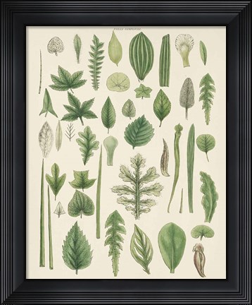 Framed Assortment of Leaves II No Numbers Print