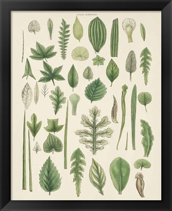 Framed Assortment of Leaves II No Numbers Print