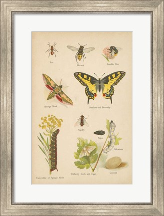 Framed Natural History Book VI Print