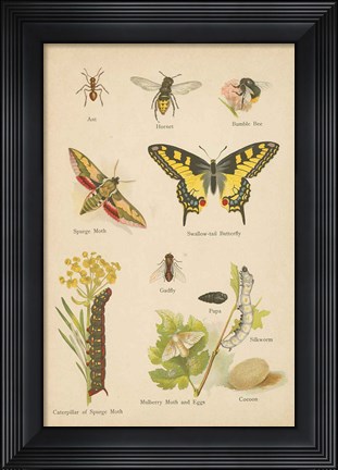 Framed Natural History Book VI Print