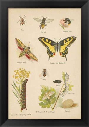 Framed Natural History Book VI Print