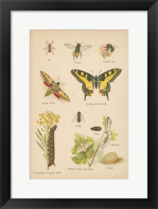 Framed Natural History Book VI Print