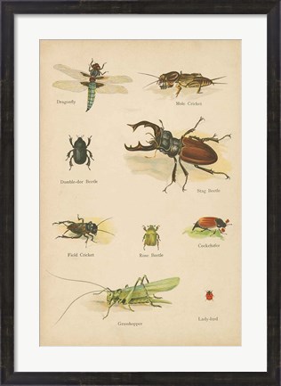 Framed Natural History Book IV Print