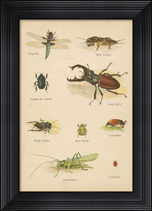 Framed Natural History Book IV Print