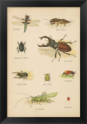 Framed Natural History Book IV Print